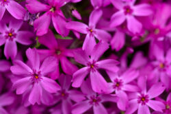 picography-pretty-spring-flowers-growing