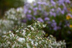 picography-tiny-floral-bokeh