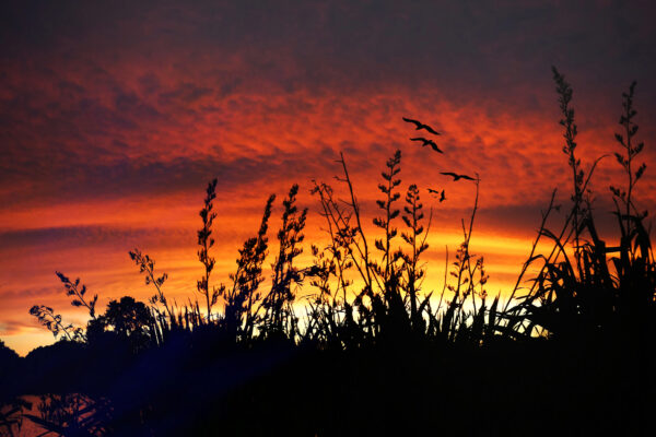 picography-vivid-sunset-silhouette-600x400.jpg