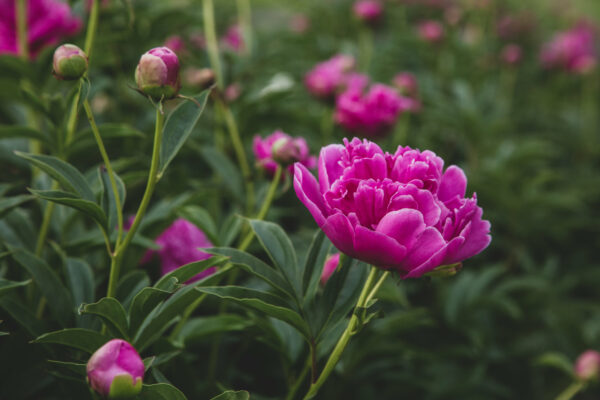 Beautiful Bloom blossoms flower flowers Fresh Garden leaves outdoors petals pink Plants Spring summer free photo CC0