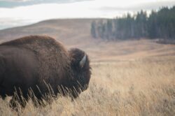 picography-moody-bison-with-peaceful-meadow-background
