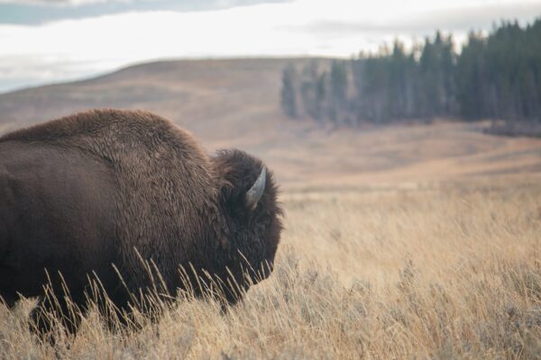 animal bison buffalo Environment field fierce grassland habitat Large Mammal nature outdoors walking Wild free photo CC0