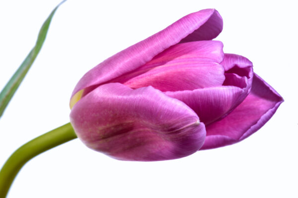 Close-Up flora floral flower Garden Isolated Organic petals pink Plants Seasonal single Spring summer Tulip Vegetation free photo CC0