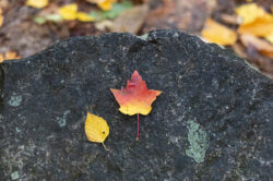 picography-autumn-leaves-rock-contrast