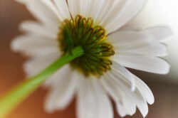 picography-flower-abstract-background