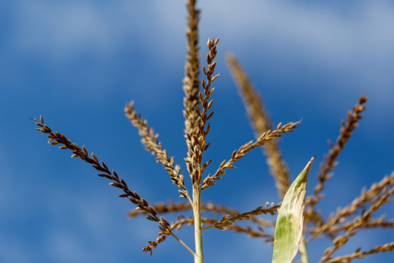 blue sky Close-Up Country Crop dry farm field grass growth lawn meadow Perspective Plant rural seeds sky tall Wheat free photo CC0