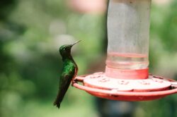 picography-hummingbird