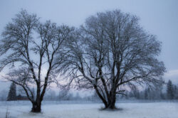 picography-dawn-winter-trees