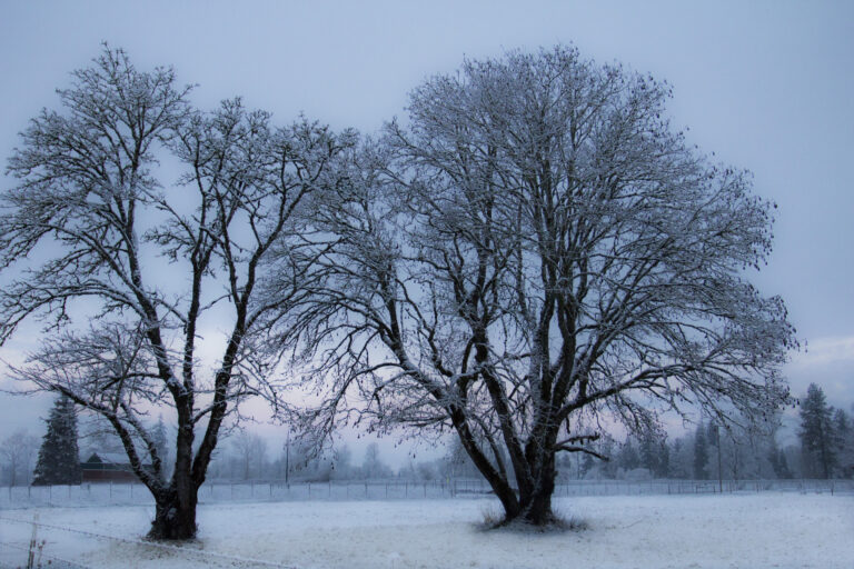 branches calm Climate Cold Dawn frost Morning nature north outdoors Seasonal sky snow sunrise trees white Winter free photo CC0