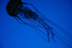 picography-jelly-fish-silhouette-deep-blue