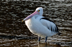 picography-pelican-water-closeup