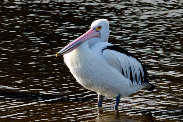 animal beak bird birdwatching Close-Up feathers inland lake nature pelican water waterbird Wild free photo CC0