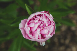 picography-pink-peony-closed
