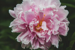 picography-pink-peony-yellow-center