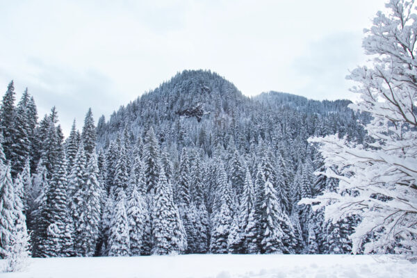 Background Beautiful beauty Christmas Climate Cold forest frost Frozen Holiday Ice idyllic landscape Mountain nature north Outdoor scene sky snow tree weather white Winter free photo CC0