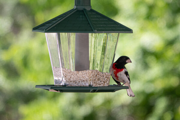 beak birdwatching Colorful eating feathers food habitat hungry perched seed Sitting Small wildlife wings free photo CC0