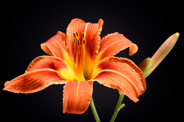 Beautiful black Bloom Blossom botany Close-Up Dramatic florist Fresh Garden lily Organic Plants Pretty Vegetation vibrant free photo CC0