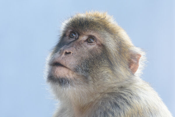 ape chimp Cute face fur Looking Mammal nature Outdoor Wild wildlife free photo CC0
