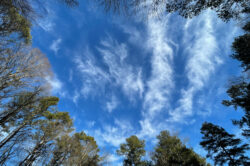 picography-trees-looking-up-sky