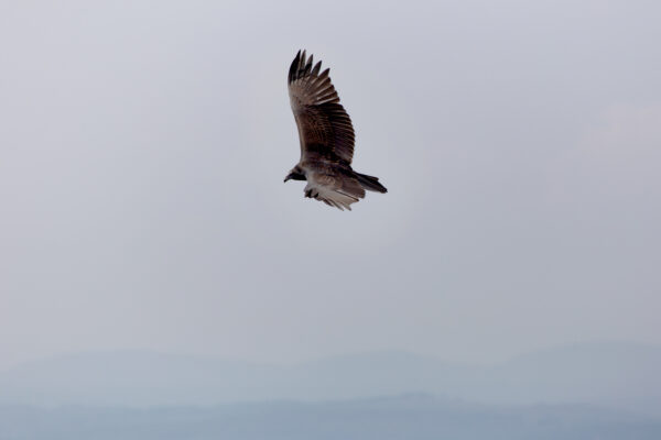 copy space falcon feathers flight freedom habitat Hawk journey nature Wild wings free photo CC0
