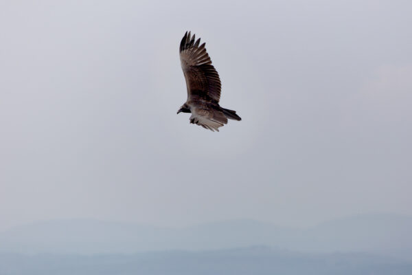 picography-bird-in-flight-600x400.jpg