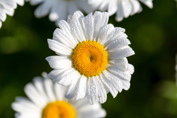 Bloom Blossom Close-Up dew flora growth Natural Organic petals Plant Rain Spring summer water free photo CC0