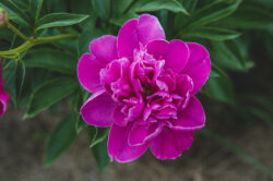 picography-bright-pink-peony-blossoms-4