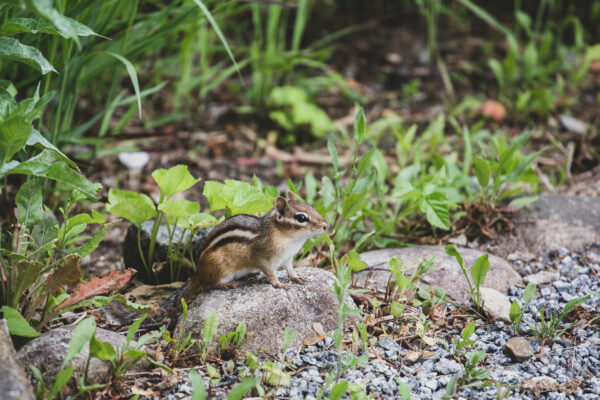 backyard Cute furry Garden habitat nature outdoors rodent Small squirrel stones Wild yard free photo CC0