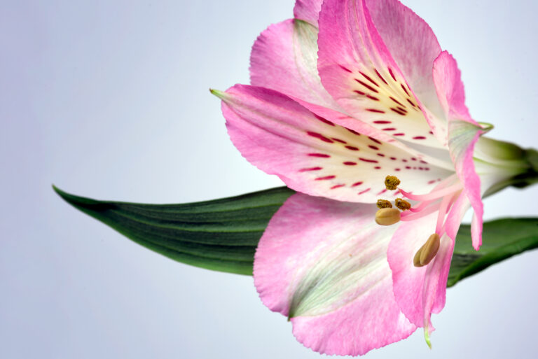 Beautiful Bloom Blossom botany detail floral Fresh Organic pink pollen free photo CC0
