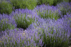 picography-fields-of-lavender