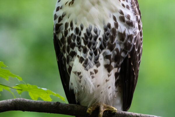 alert animal bokeh Branch feathers Looking nature perch predator Sitting tree Wild wings free photo CC0