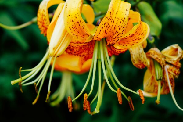 Blooming Blossom botany Close-Up flora floral green lily macro petals Plant tiger lily Wild yellow free photo CC0