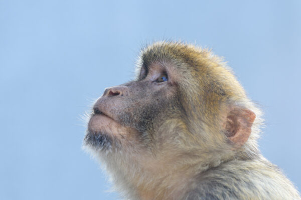 ape chimp face fur Head Looking Mammal nature Outdoor Wild wildlife free photo CC0