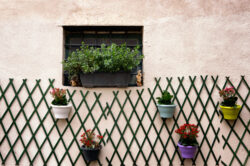 picography-wall-plants-exterior