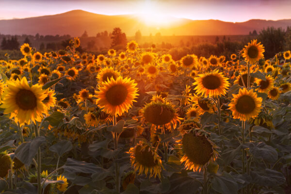 picography-sunflowers-field-sunset-600x400.jpg