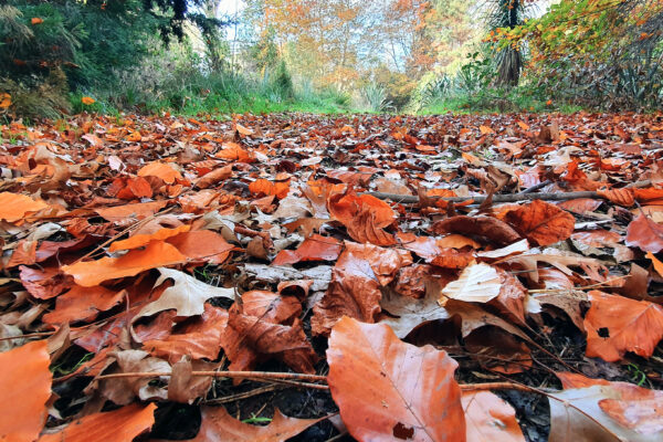 Background Close-Up Colorful Fall fallen Foliage ground hike leaves Outdoor outdoors path peaceful Perspective recreation red rural Season Trail tree trees free photo CC0