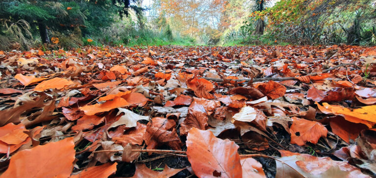 Background Close-Up Colorful Fall fallen Foliage ground hike leaves Outdoor outdoors path peaceful Perspective recreation red rural Season Trail tree trees free photo CC0