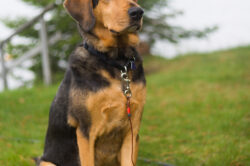 picography-brown-dog-lake