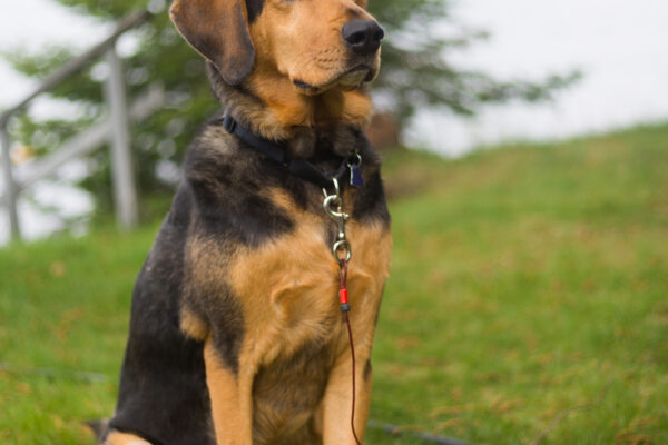 picography-brown-dog-lake-600x400.jpg