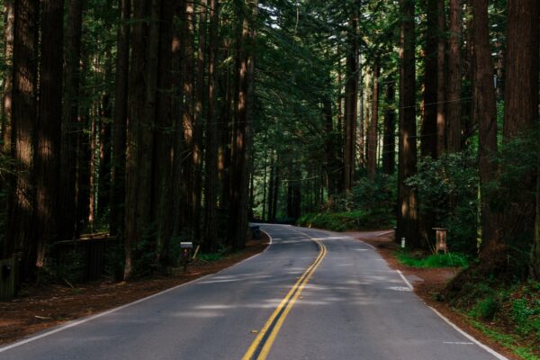 picography-forest-road-600x400.jpg