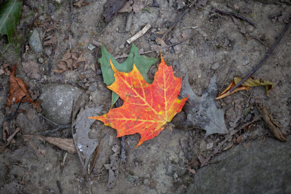 picography-colorful-fall-leaf-600x400.jp