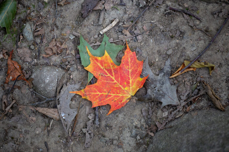 autumn Colorful Foliage forest land leaves minimal Natural Outdoor Pattern Plant Season soil tree free photo CC0