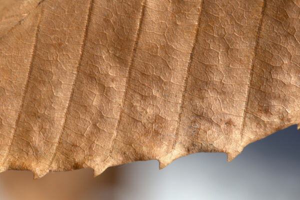 picography-macro-leaf-detail-600x400.jpg